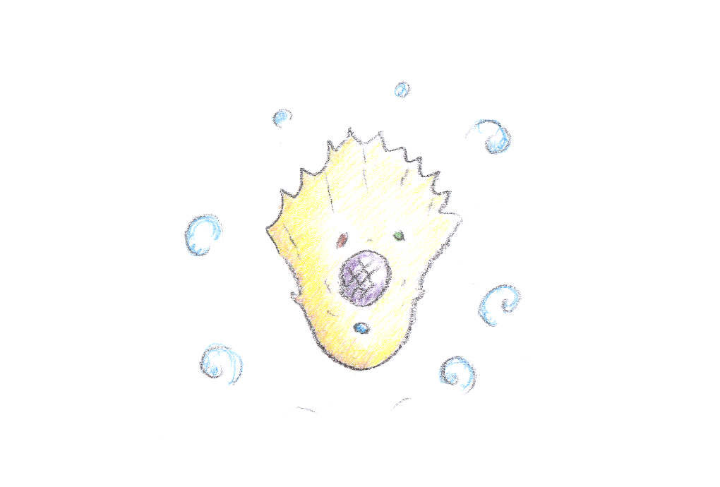 the scallop