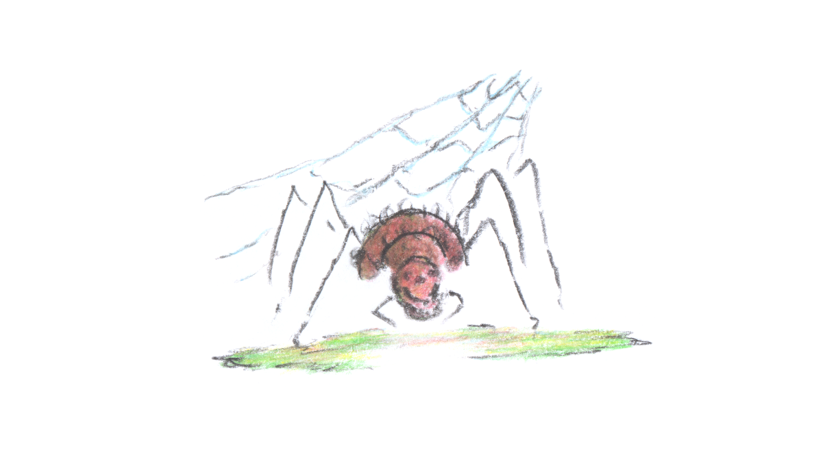 The spider